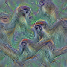 n02488291 langur